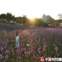 氣溫回升迎花海，柳葉馬鞭草扮靚榕城引客來(lái)